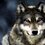 RoxyWolf