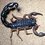 Skorpion