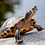 Turtles