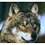 Wolfer1391